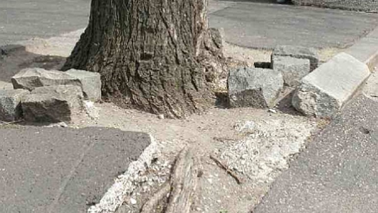 Stromy zničili chodník, rúbať sa však nebudú - Korene namestiesnp1