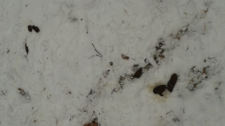 Rozhorčená čitateľka: z našich parkov sa stávajú verejné psie toalety a v zime je to doslova katastrofa! - 20170124_100843