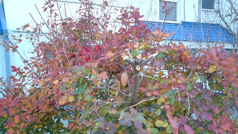 Zeleň ošetrili, firma zasadila aj krík navyše - skumpa_bebravska1