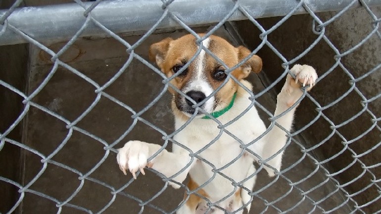 Pomoc pre zvieracích bezdomovcov - Sloboda zvierat