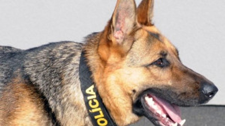 Na oberačkách dohliadnu kynológovia so psami - pes_policia