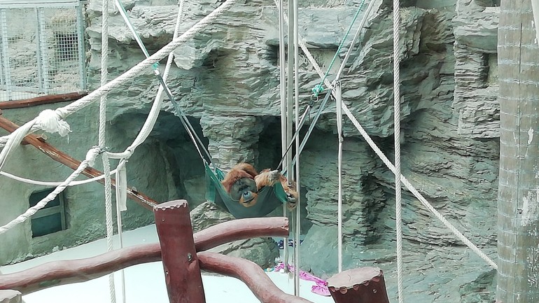 Orangutan vo vnútri v pavilóne opíc