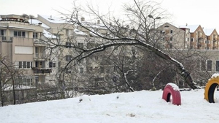 Štyri obvinenia v prípade školáka, ktorého privalil strom - skolka_tragedia