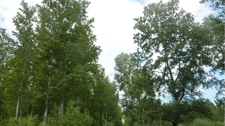 Ochranári zachraňujú lužné lesy  - začali v nich sadiť pôvodné dreviny - ochranari1