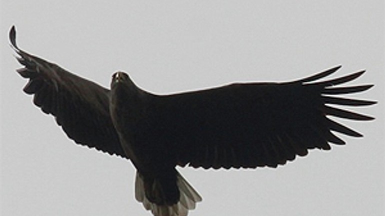 Bratislavčania môžu túto sobotu pozorovať orliakov morských - orliak_morsky