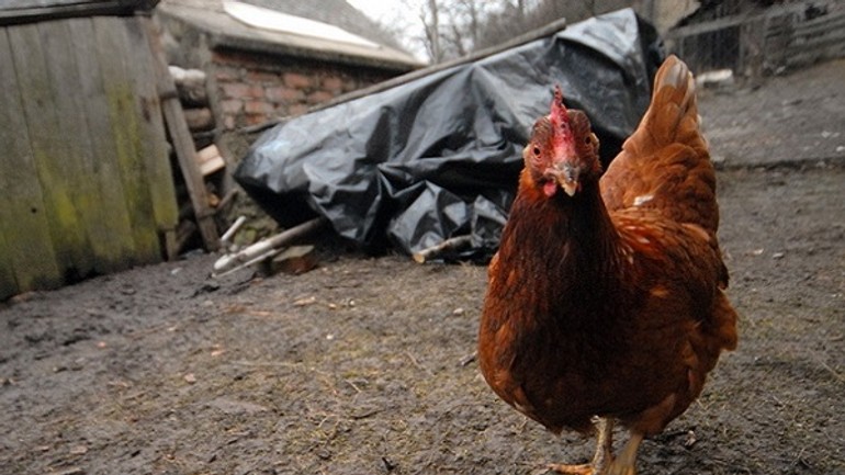 Výskyt vtáčej chrípky na slovensku potvrdený! ohnisko je v bratislavskej dúbravke - sliepka