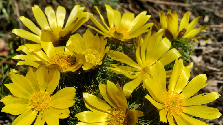 Hlaváčik jarný na Devínskej Kobyle