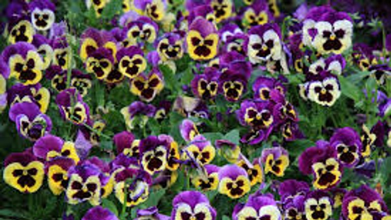 Zadarmo dostanú okrasné rastliny - kvety_sirotky