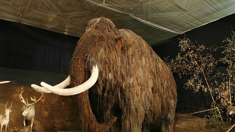 V slovenskom národnom múzeu bude výstava gigantických zvierat z doby ľadovej - mamut01