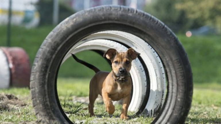 Petržalka pripravuje tretí voľný výbeh pre psov - vybeh_pre_psov