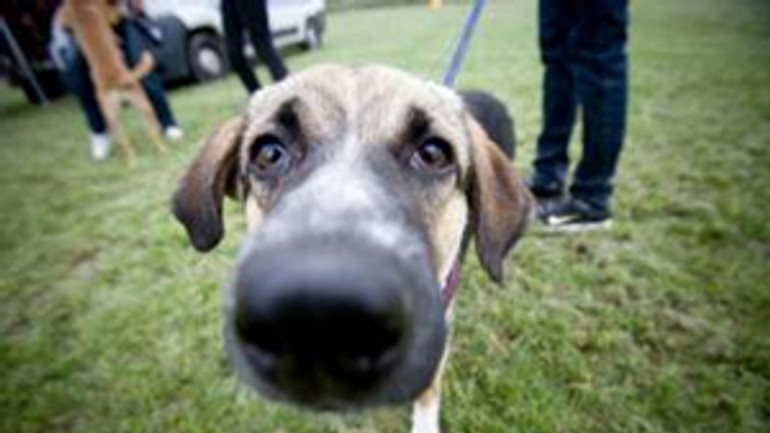 Starosta chce sprísniť pravidlá držania psov - Pes