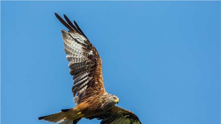 Tip na výlet: na záhorí môžete pozorovať vzácne haje, cez víkend ich sčítajú - haja_cervena_Vojto_Szucs