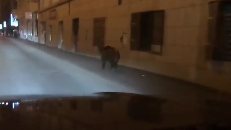 Diviak na Dunajskej ulici