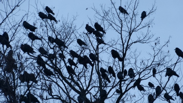 Pri bratislave hniezdia tisíce havranov - vrany
