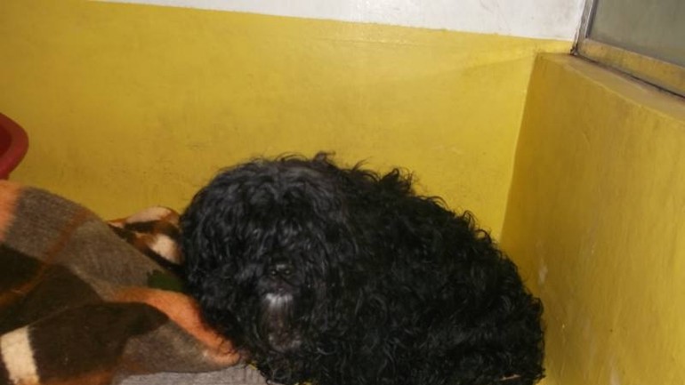 Psík v útulku Slobody zvierat