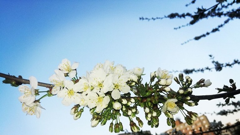 Foto: bratislavské stromy a kríky rozkvitli do nádherných farieb a podôb - Jar7