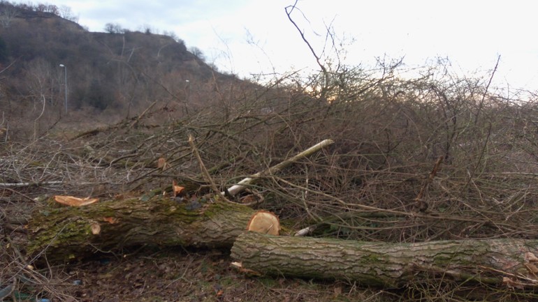 Rozsiahle vyrúbané plochy v Devíne