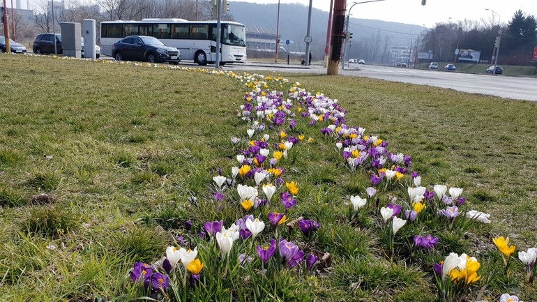 Krókusy v Dúbravke