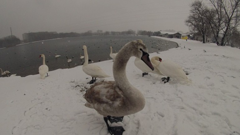 Vtáčia chrípka potvrdená i v petržalke - Labut_zima