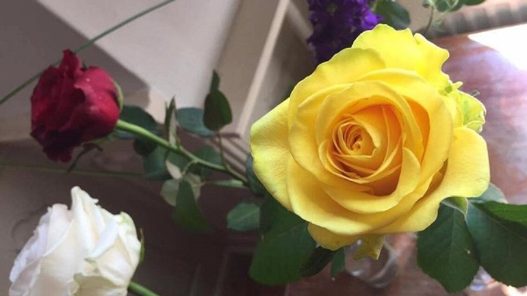 Foto: v kaštieli v ivanke pri dunaji môžete obdivovať ruže z celého sveta - r3