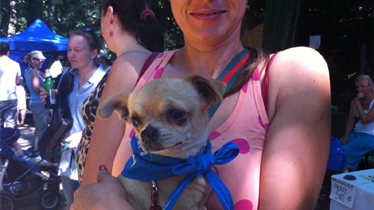 Až 24 zvierat nepôjde späť do útulku, dostali nový domov - Najdite sa1