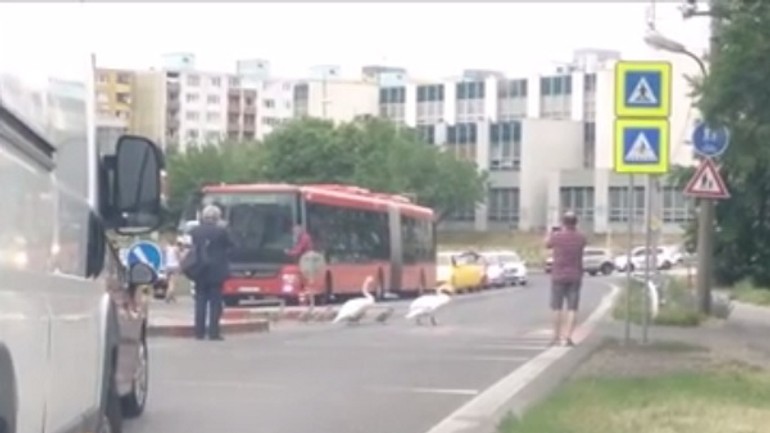 Video ukážka ľudskosti: vodiči v petržalke pustili cez cestu rodinku labutí - labute