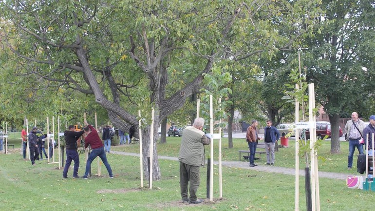 Sadenie stromov v Podunajských Biskupiciach 