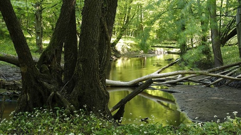 Obnovia pôvodné lužné lesy - luzny les