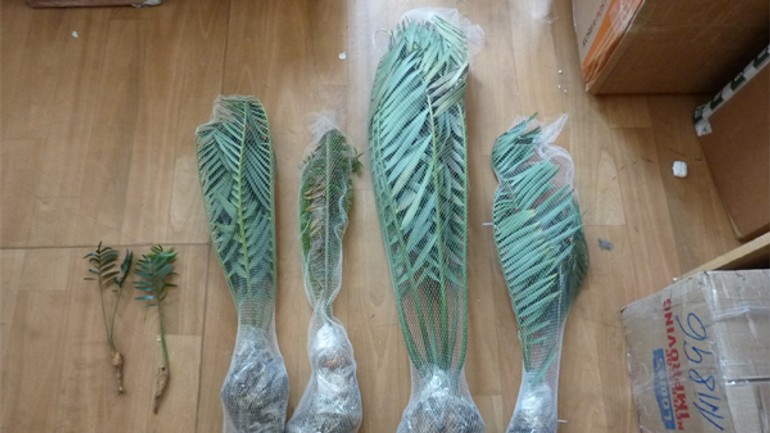 Colníci zadržali vzácne cykasy, skončili v botanickej záhrade - cykas1