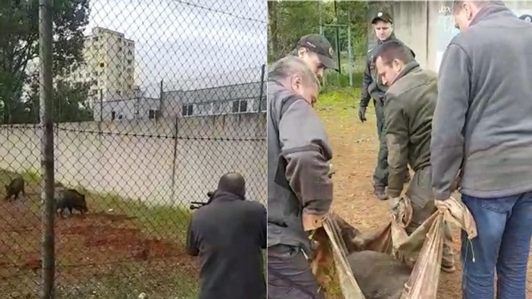 Dúbravčanov na sídlisku vystrašili diviaky! - Diviaky