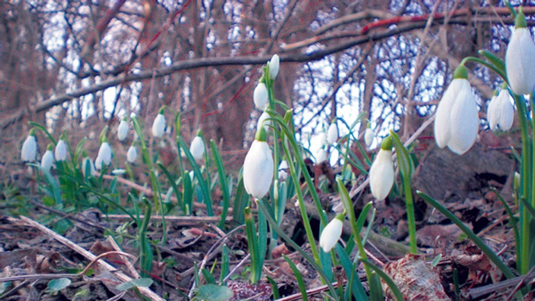 Rastú snežienky, do bratislavy konečne zavítala jar! - Snezienky1