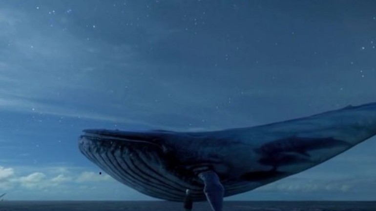 Ani v bratislave sa zatiaľ nevyskytol prípad súvisiaci s hrou modrá veľryba - Modra veľryba