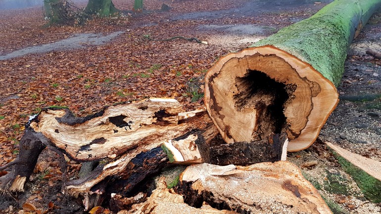 vypílenie stromu na Kamzíku v roku 2019