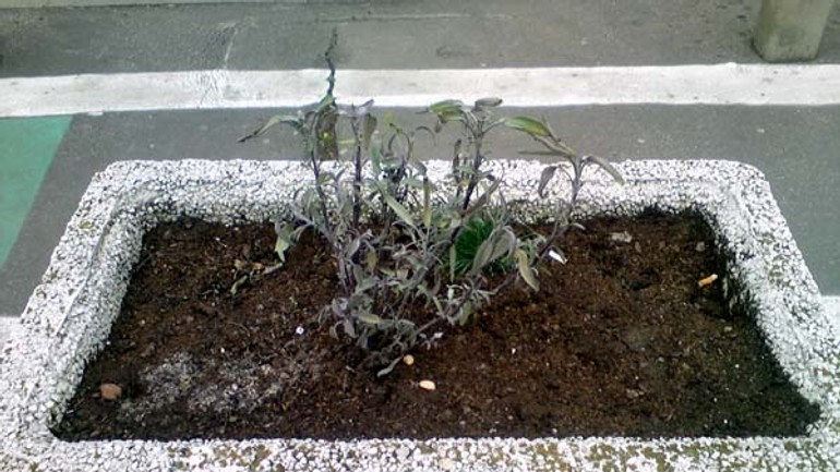 Mestskí úradníci dali vysadiť kvety, ktoré sa však nemusia dožiť jari - rastliny_suchomilne1