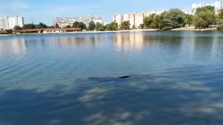 Sumec vo Veľkom Draždiaku