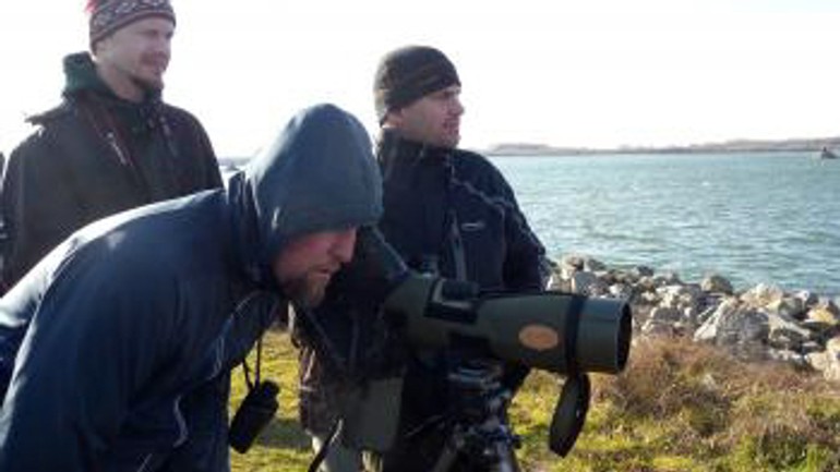 Na dunaji dnes mohli bratislavčania pozorovať orliaky morské - pozorovanie_vtaci