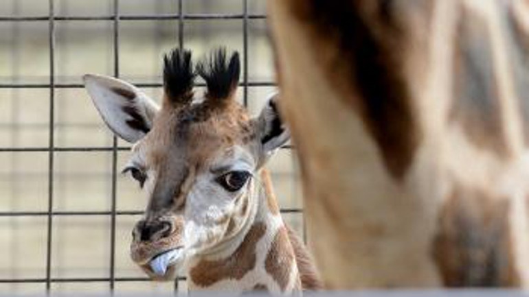 V bratislavskej zoo sa narodil žirafí samček - zoo_zirafa1