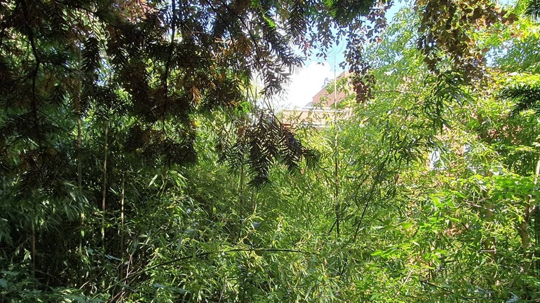 Vysadené bambusy v Kochovej záhrade