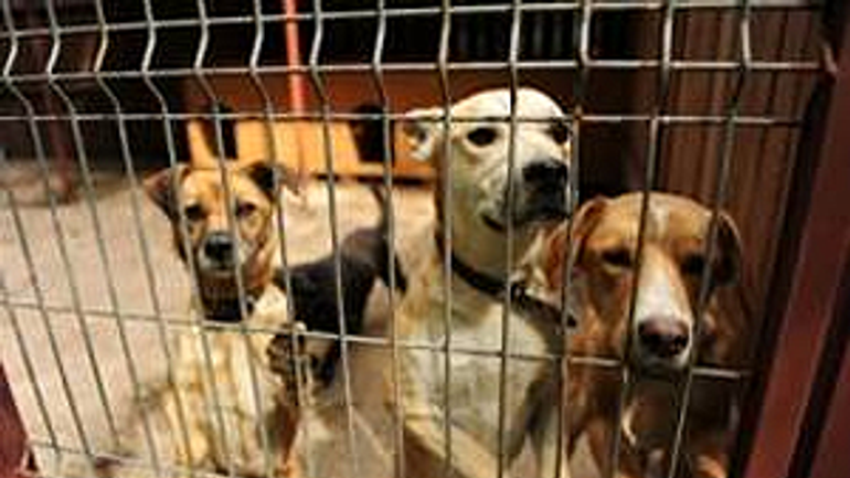 Zvieratá bude zrejme ďalej odchytávať sloboda zvierat - utulok