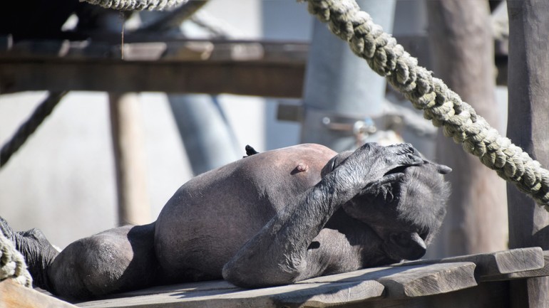 najstaršia samica v skupine šimpanzov