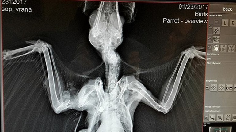 Pytliaci v hlavnom meste: vo vrakuni niekto strieľa chránené vrany! - vrana