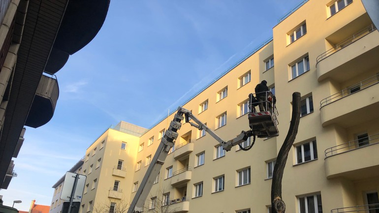 Rúbanie stromu v centre pri OÚSA