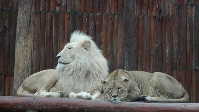 Lev juhoafrický - ZOO