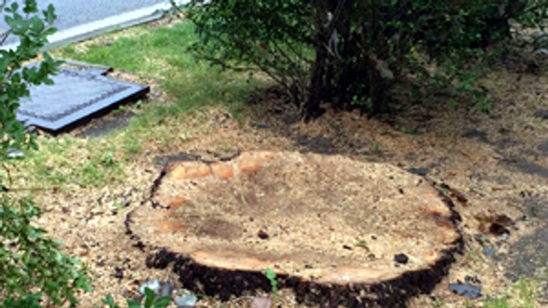 Vyrúbali stromy, nové vysadia neskôr - strom_vyrubany