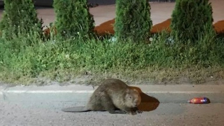 Bobor v uliciach Ružinova
