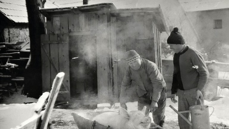Kto lapil prasa, mohol ísť&nbsp;na&nbsp;zakáľačku - Zabíjačka