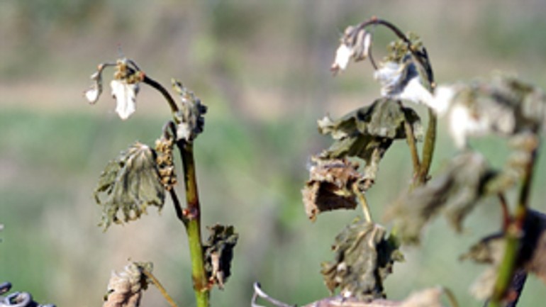 Vajnorskí vinohradníci sa obávajú silnejších mrazov - vinic_mraz