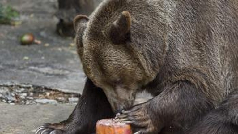 V zoo zrušili stretnutie s kontaktnými zvieratami, dôvodom je teplo - zoo_medved