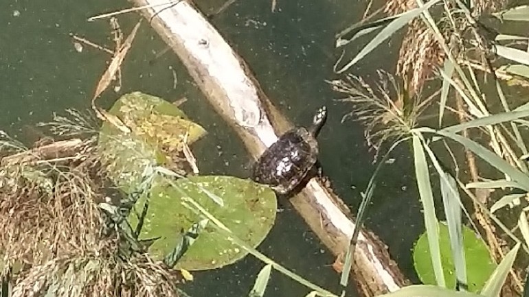 O korytnačkách nielen z draždiaku – ktoré druhy sú nebezpečné pre ostatné? - Korytnacky
