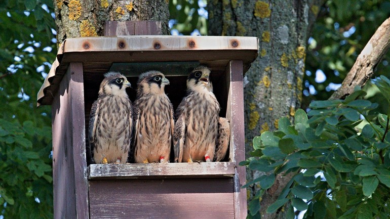 Sokol červenonohý - mláďatá